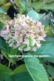 Hydrangea terakhir sebelum pohonnya dipangkas utk tunas baru